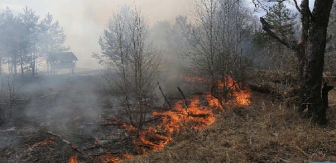 M'diq-Fnideq: plus de 1.020 ha de forêt ravagés par le feu