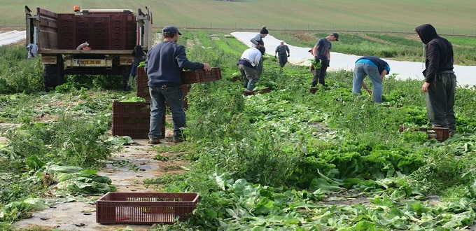 Emploi: Le secteur de “l’agriculture, forêt et pêche” perd 477.000 postes au deuxième trimestre