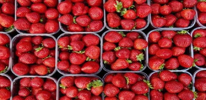 Le Maroc cinquième exportateur mondial de fraises en 2019