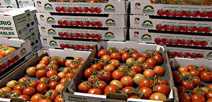 Les exportations marocaines de tomates attaquées par l'Union eurasienne