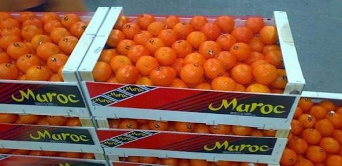 L'Afrique devrait enregistrer production d’oranges de 6,1 millions de tonnes en 2022
