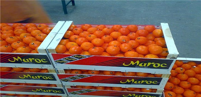  Le Maroc grand exportateur de tomates vers l’UE