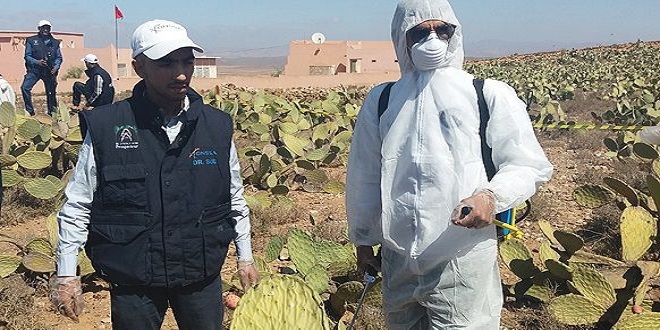 Covid-19 : Sensibilisation de masse à Souss-Massa pour éviter les foyers agricoles