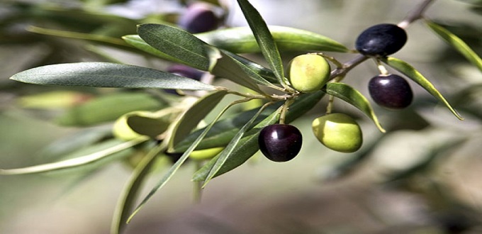 Olives : Le Maroc, 3ème fournisseur des principaux pays importateurs