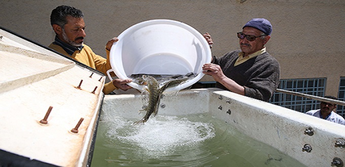 L'aquaculture, un secteur clé qui dépasse la pêche maritime à l’échelle mondiale