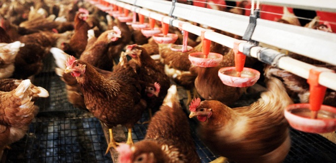 PLF2021/Impôts: Les aviculture obtiennent gain de cause