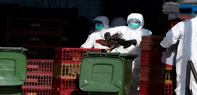 Grippe aviaire : Le risque global posé par le virus H5N1 est "faible", selon l’OMS