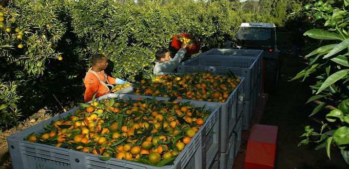 France: Les saisonniers marocains sauvent la récolte de clémentines de la Corse