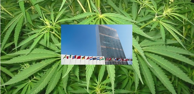 (Billet 448) – L’ONU kiffe le cannabis… le Maroc désormais entre plantage et plantation…