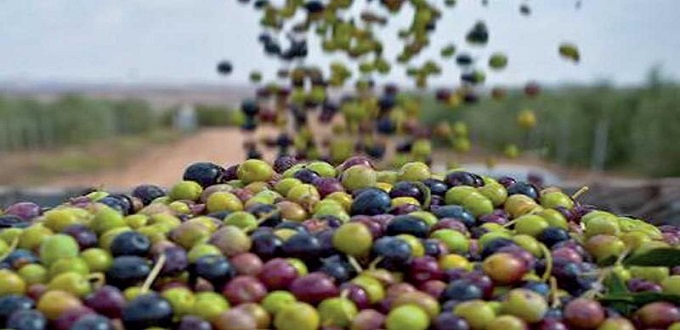 Olives: production nationale estimée à environ 2 MT durant la campagne 2021-2022