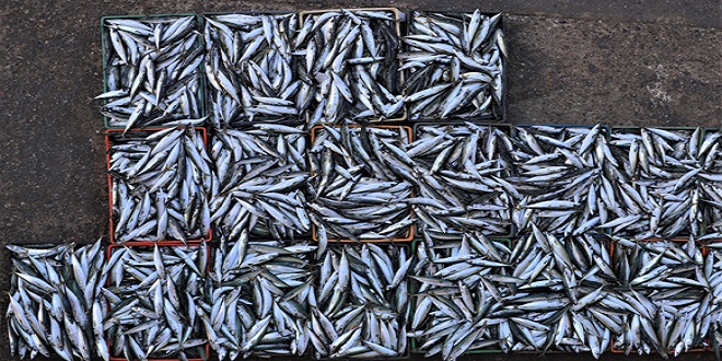 Accord de pêche Maroc-UE : un premier bilan "satifaisant"