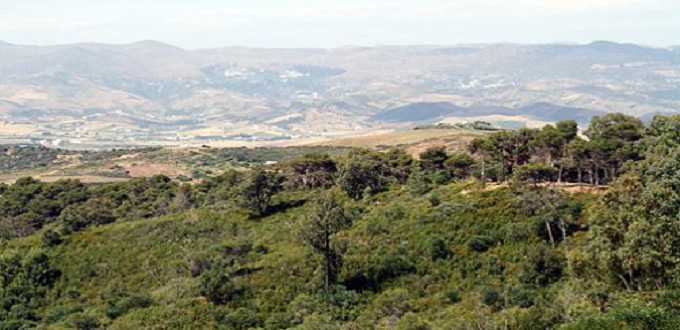 “Forêts du Maroc 2020-2030”: 600.000ha de plantations à l’horizon 2030