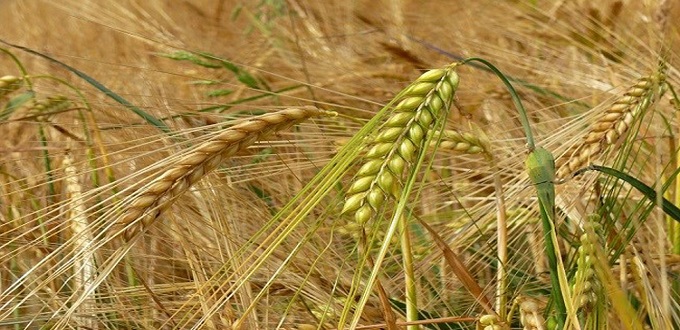 Céréales d’automne: 4,1 millions de Ha semés au 08 janvier