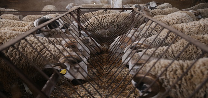 Cheptel national: Situation sanitaire “satisfaisante”