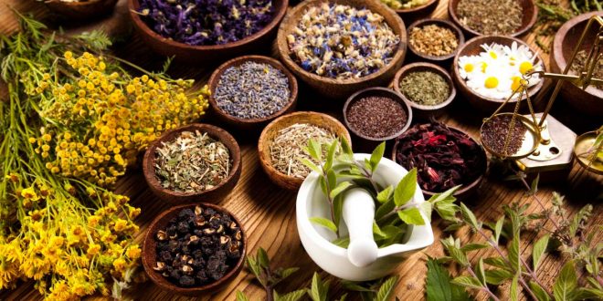 Plantes médicinales et aromatiques: Le Maroc et ses 4200 variétés