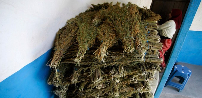 Légalisation du cannabis: Quid de la réglementation ? 