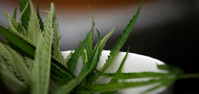 Tanger: Un organe consultatif pour soutenir la légalisation du cannabis