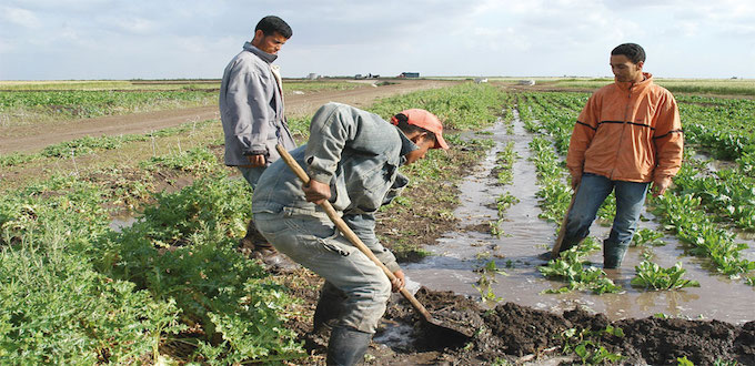 Le plan «Maroc vert» a financé près de 3 millions de petits agriculteurs