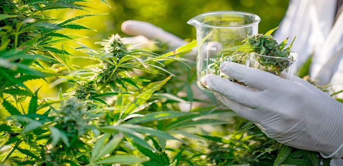 Al Hoceima: 1,55 MDH pour la construction d’un laboratoire développement du cannabis