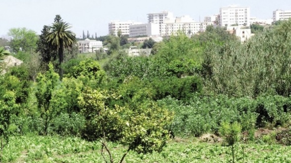 Le pari du Maroc sur l'agrobusiness porte ses fruits