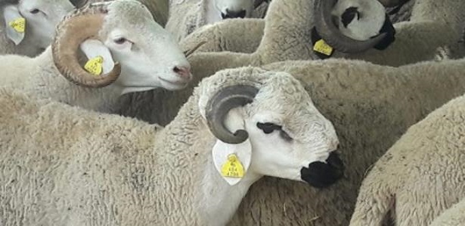Aïd Al-Adha en un clic : le marché virtuel des moutons en plein essor