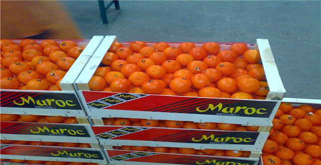Fruits-légumes: hausse de 4% des exportation marocaines vers Espagne 