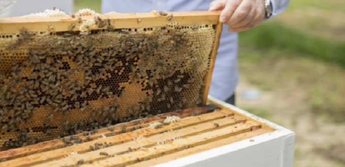 Disparition des colonies d'abeilles: un programme spécial pour soutenir les apiculteurs touchés