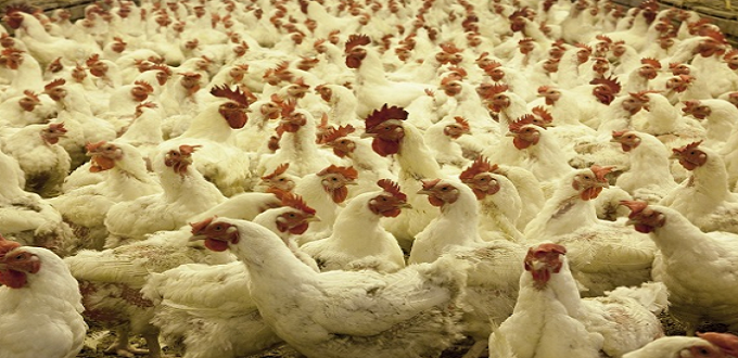 L'influenza aviaire, une pathologie menaçante pour le secteur avicole (AMPA)