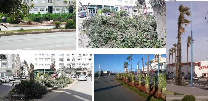 (Billet 738) – Qui pourrait expliquer à la maire de Casablanca que la ville a besoin d’arbres ?