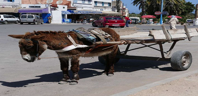 Nabila Rmili annonce l'interdiction des charrettes à traction animale à Casablanca