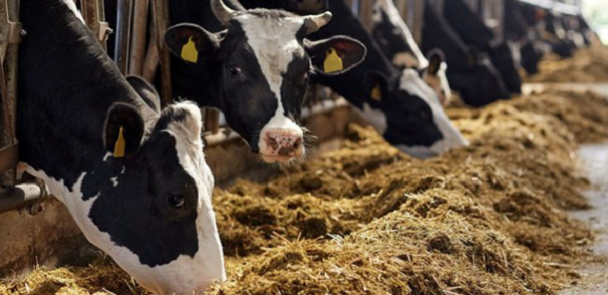 Casablanca-Settat : Efforts colossaux pour préserver le cheptel bovin laitier
