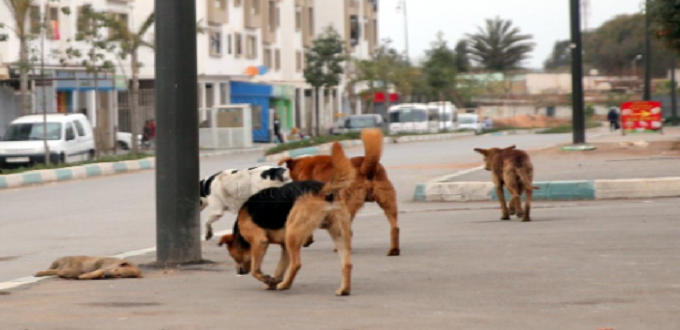 Tanger: 12,1 MDH pour la construction d'un refuge pour chiens et chats 