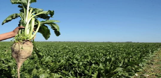 COSUMAR démarre une nouvelle campagne sucrière malgré les défis climatiques