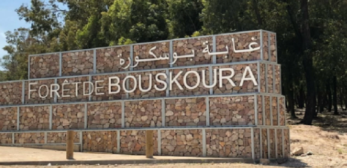 ANEF : Programme d’urgence pour préserver la forêt urbaine de Bouskoura à Casablanca