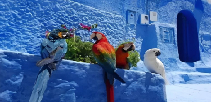 Chefchaouen : L’ANEF régularise la situation des perroquets saisis