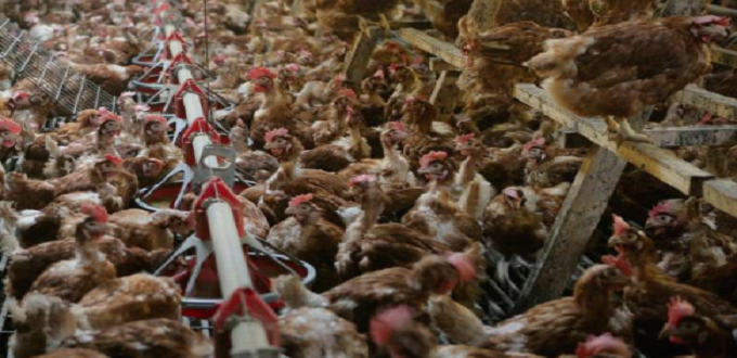 Grippe aviaire: Plus de 100.000 volailles abattues en Pologne