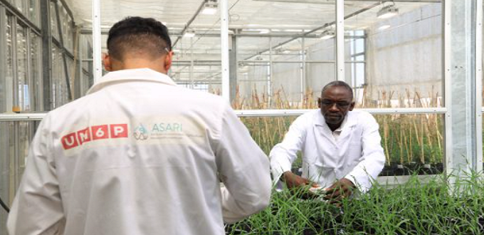 UM6P – Laâyoune : l’ASARI mise sur la recherche agricole durable pour l’Afrique