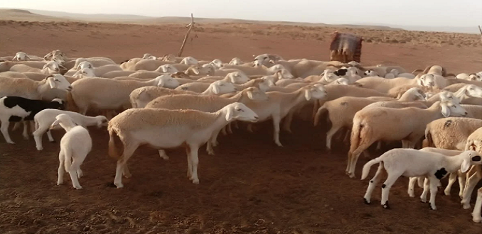 SIAM 2026 : l’Oriental mise sur la race ovine “Lbarguia” avec une nouvelle convention